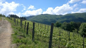 ...e poi dopo tutta una notte di pioggia esplode il sole