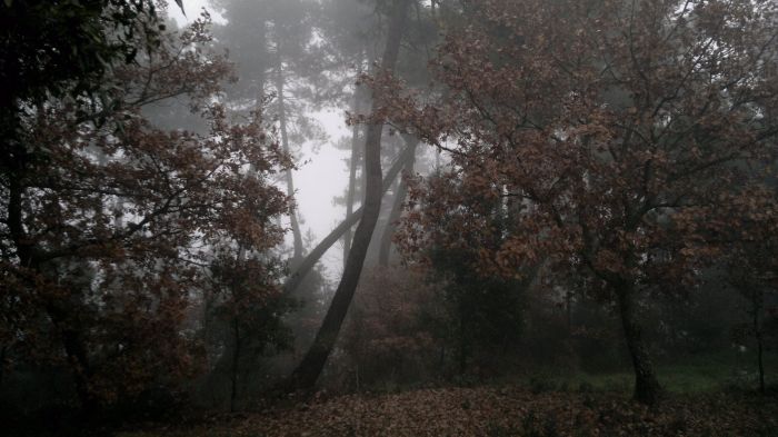 al limitar del bosco